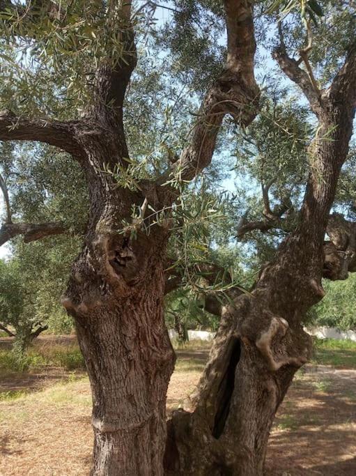 Olive Trees Villa Tragaki Luaran gambar